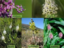 Image result for Hyacinthaceae