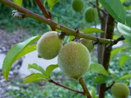 National plant network + see all. Plant A Fruit Salad Four Different Fruits Growing On The Same Tree Dengarden