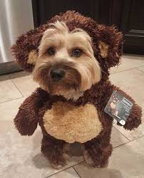 Dog Halloween Costumes Halloweencostumes Dog Hall Kostum