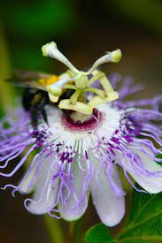 Passionflower S Medicinal Edible Uses Chestnut School Passion Flower Medicinal Herbs Medicinal Plants