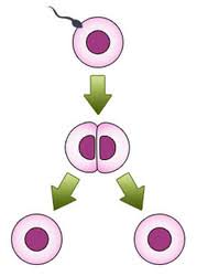 Schließlich waren sie auch im mutterleib eng. Zwillingsschwangerschaft Wie Es Dazu Kommt Netmoms De