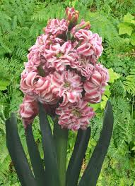 Bloemstuk Luxemburg Zie Online Shop Goede Prijs Garden Bulbs Flowers Plants