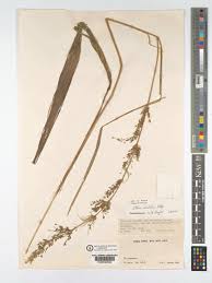 Image result for Setaria poiretiana