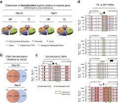 both mp and te cd8 t cells acquire demethylated effector