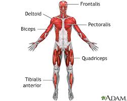 Without strong muscles, an individual will not be able to carry his or her body. Superficial Anterior Muscles Medlineplus Medical Encyclopedia Image