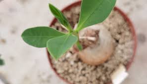 Image result for Euphorbia platycephala