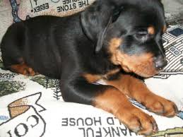 We specialize in purebred and designer puppies, both large and small. Rottweiler Puppies