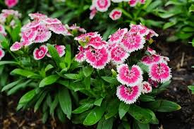 Pansies are classic spring garden flowers that are found in many homes. List Of 79 Types Of Pink Flower Plant Names Best Pink Flowers