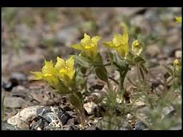 I work on the death valley national park news page has a link to two pdfs. Death Valley Wildflowers 2005 Superbloom Youtube