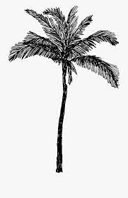 Palm Tree Drawing Png Palm Tree Drawing Tree Drawing Palm Tree Sketch