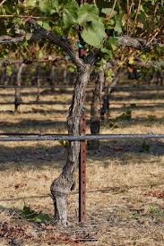 Image result for graft grape vines