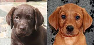 More images for american labrador retriever puppies virginia » The English Lab Vs American Labrador Retriever Labrottie Com