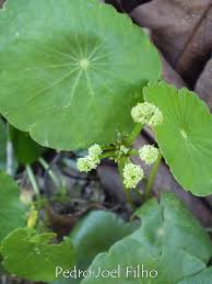 Image result for Hydrocotyle bonariensis