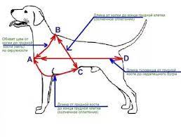 pin na doske odezhda dlya pitomcev