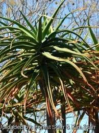Image result for Aloe ballii