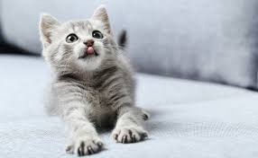 Epingle Sur Victory For Animals