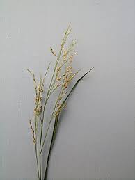 Image result for Panicum carneovaginatum