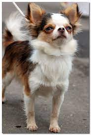 Chihuahua Lifespan Average Life Expectancy Of The Chihuahua