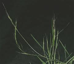 Image result for Aristida stipoides