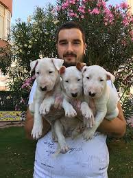 Satilik Bull Terrier Yavrulari Satilik Bull Terrier Yavrulari Kopek Kopekseverler Kopeksahiplendirme Kopekyavrusu Evcilhay Evcil Hayvanlar Kopek