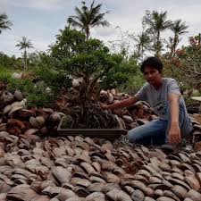 40 Cara Membuat Bonsai Beringin Korea Cahunit Com