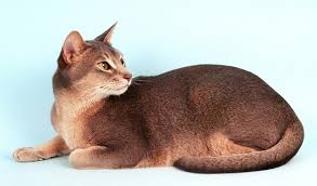 Abyssinian kittens for sale from cat breeders around the world. Abyssinian Cat Breed Information