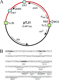 A set of three vectors is provided (a, b, and c). Construction Of A Broad Host Range Tn7 Based Vector For Single Copy Pbad Controlled Gene Expression In Gram Negative Bacteria Applied And Environmental Microbiology