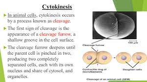 Do both animal cells and plant cells have a centriole? 1 Overview 2 Mitosis 3 Cytokinesis 4 Binary Fission Ppt Download