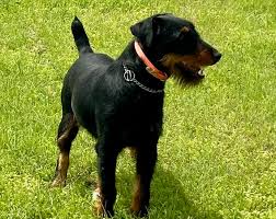 Image result for jagdteriér