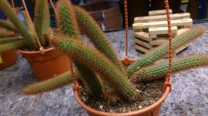 Maybe you would like to learn more about one of these? 50 Popular Types Of Succulents With Pictures Keeping Succulents