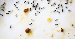 Dikarenakan hewan ini terbagi dalam beberapa jenis (semut merah, semut kecil, semut gatal, semut hitam, dll.). Petua Halau Semut Yoy Network