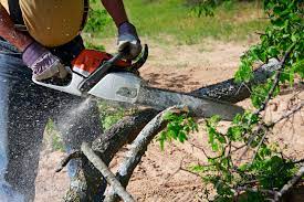 Check spelling or type a new query. Quelles Sont Les Techniques Pour Abattre Un Arbre