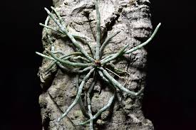 Image result for Microcoelia koehleri