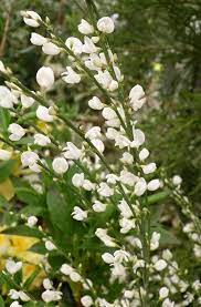 White Garden The Best Plants To Create A White Border White Flowering Plants White Flowering Shrubs White Gardens
