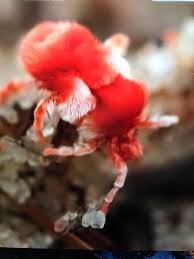 Image result for Helinus spartioides