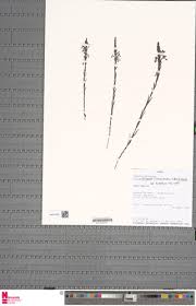 Image result for Striga bilabiata