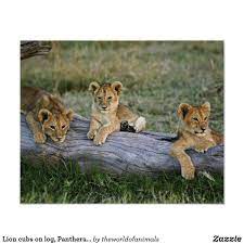 Pin On Lions