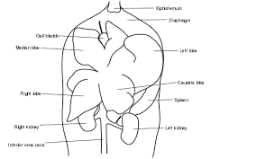 There are 12 liver diagram for sale on etsy, and they cost £26.01 on average. File Basic Mouse Liver Anatomy Svg Wikimedia Commons