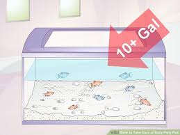 How To Take Care Of Baby Platy Fish 9 Steps With Pictures