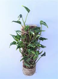 Epipremnum Aureum Shangri La Philodendron Variegated Monstera Unusual Rare