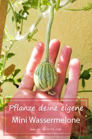 Es gibt sogar die empfehlung, den tag mit einer wassermelone zu starten: Wassermelone Pflanzen Und Ernten So Gelingt S We Go Wild