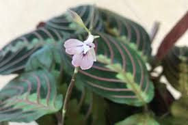 Image result for Maranthes floribunda