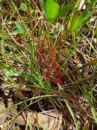 Image result for Cuscuta approximata