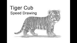 Another concept i haven't done lately is draw anime style animals. How To Draw A Tiger Cub Video Step By Step Pictures