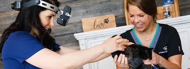 Brookshire and melissa had me in there right away and could not have done a better job taking care of my dog and calming my nerves. Animal Eye Clinic We Provide Veterinary Ophthalmology Services To Dogs And Cats Located In Carmel Indiana We Serve Indianapolis And The Surrounding Areas