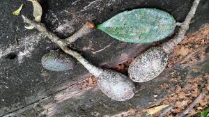 Image result for Parinari excelsa