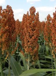 Image result for Sorghum bicolor