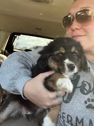 Profile for Moonshines Miniature Aussies