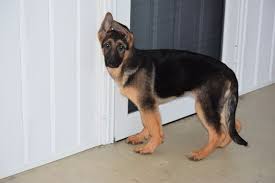 Our german shepherds come from the best working german lines available today; German Shepherd Dog Puppy For Sale In Fredericksburg Oh Adn 62996 On Puppyfinder Com Gender Female Age 1 Puppies For Sale German Shepherd Dogs Gsd Puppies