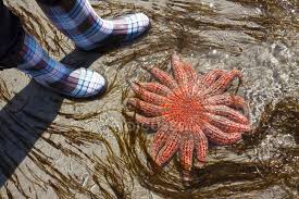 Most sea star species have five arms but many have more. Sunflower Seastar And Person Feet On Klahanie Drive Beach Sunshine Coast Canada Ocean Powell River Stock Photo 200731514